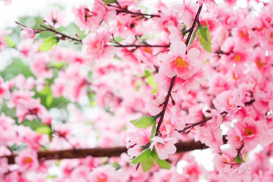 Sakura, la flor japonesa